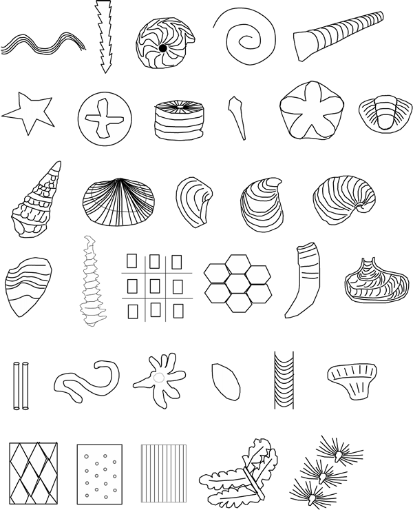 Assorted Fossil Illustrations