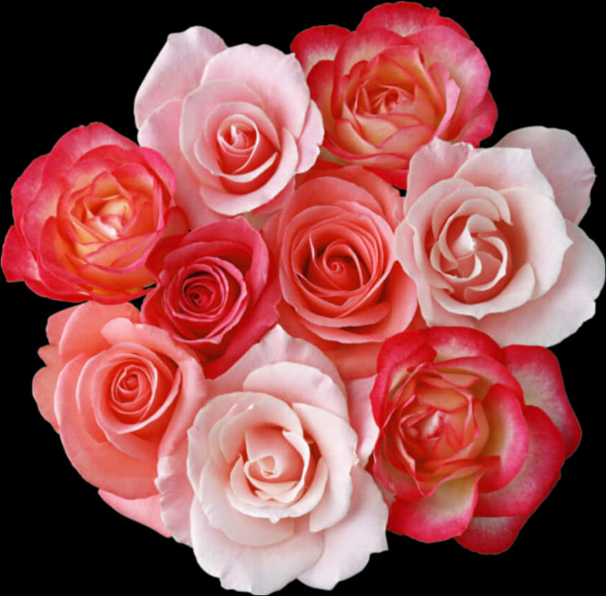 Assorted Pink Roses Black Background