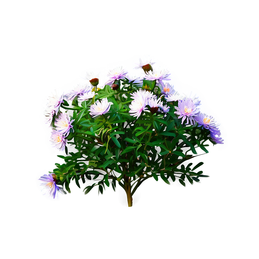 Aster Flower Bush Png 06122024