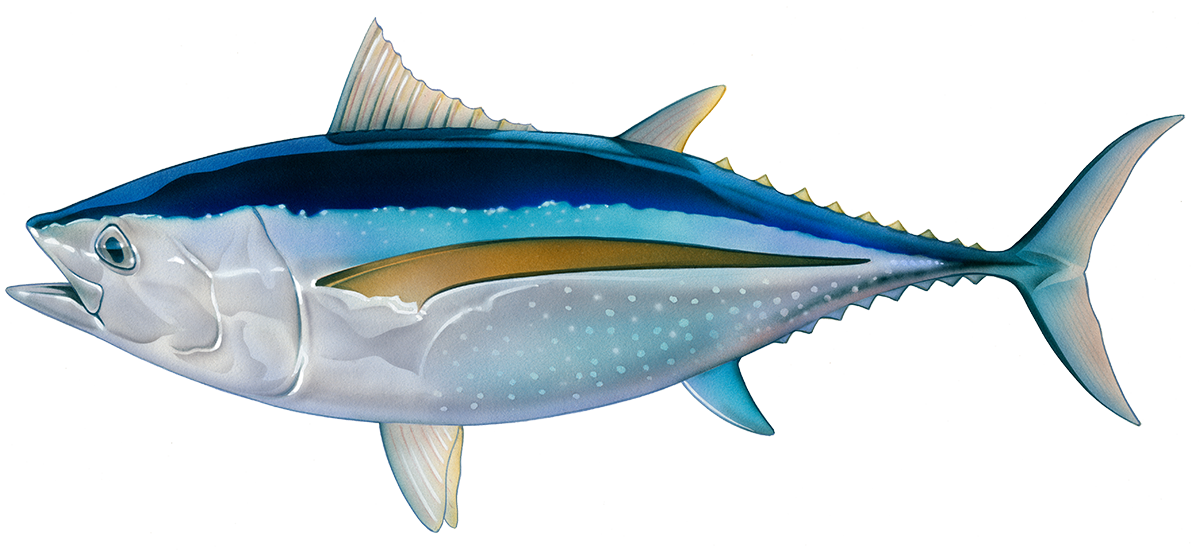 Atlantic Bluefin Tuna Illustration