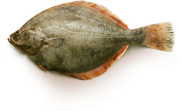 Atlantic Flounder Fish Isolated