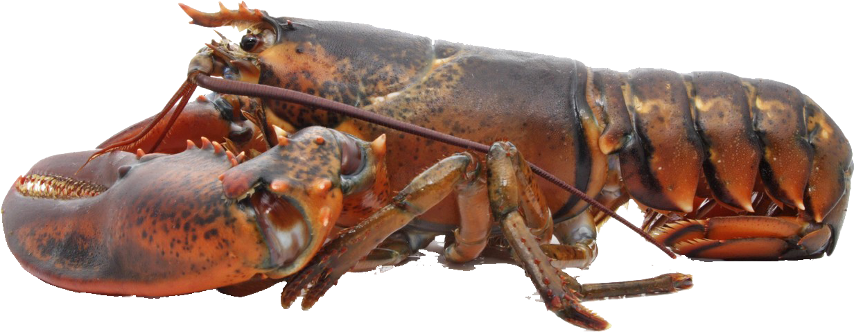 Atlantic Lobsteron Transparent Background