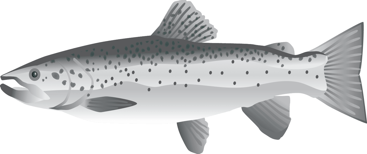 Atlantic Salmon Illustration