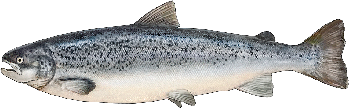 Atlantic Salmon Illustration