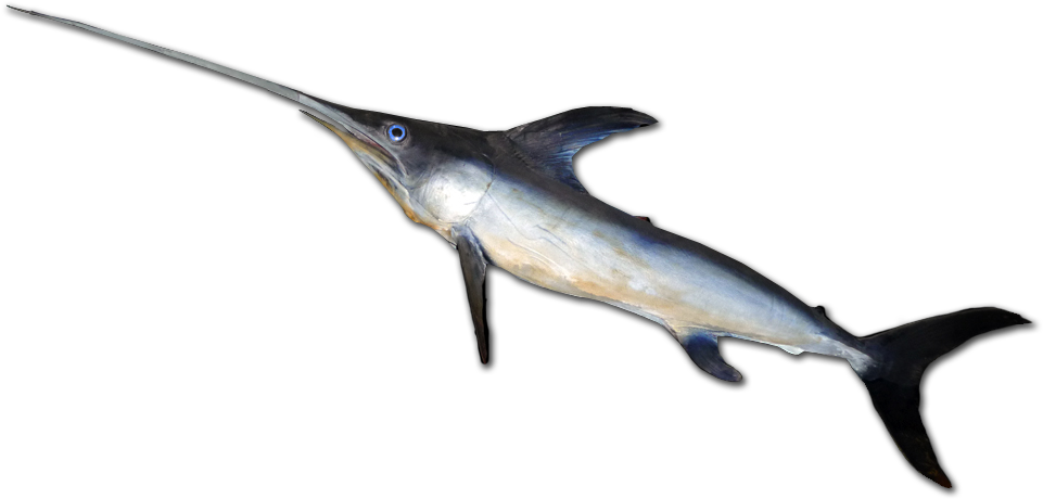 Atlantic Swordfish Side View.png