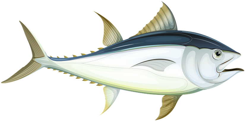 Atlantic Tuna Illustration