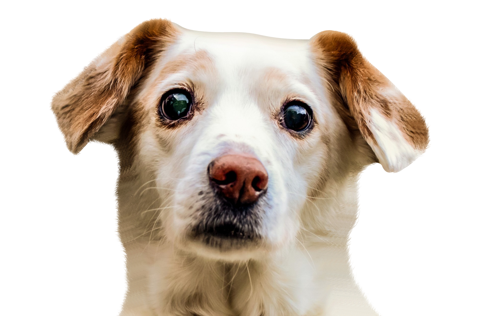 Attentive White Dog Portrait