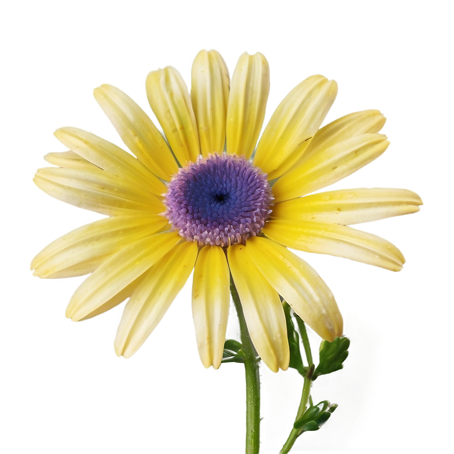 Attractive Daisy Representation Png 06202024