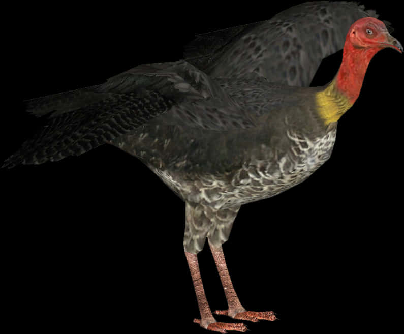 Australian_ Brush_ Turkey_ Profile