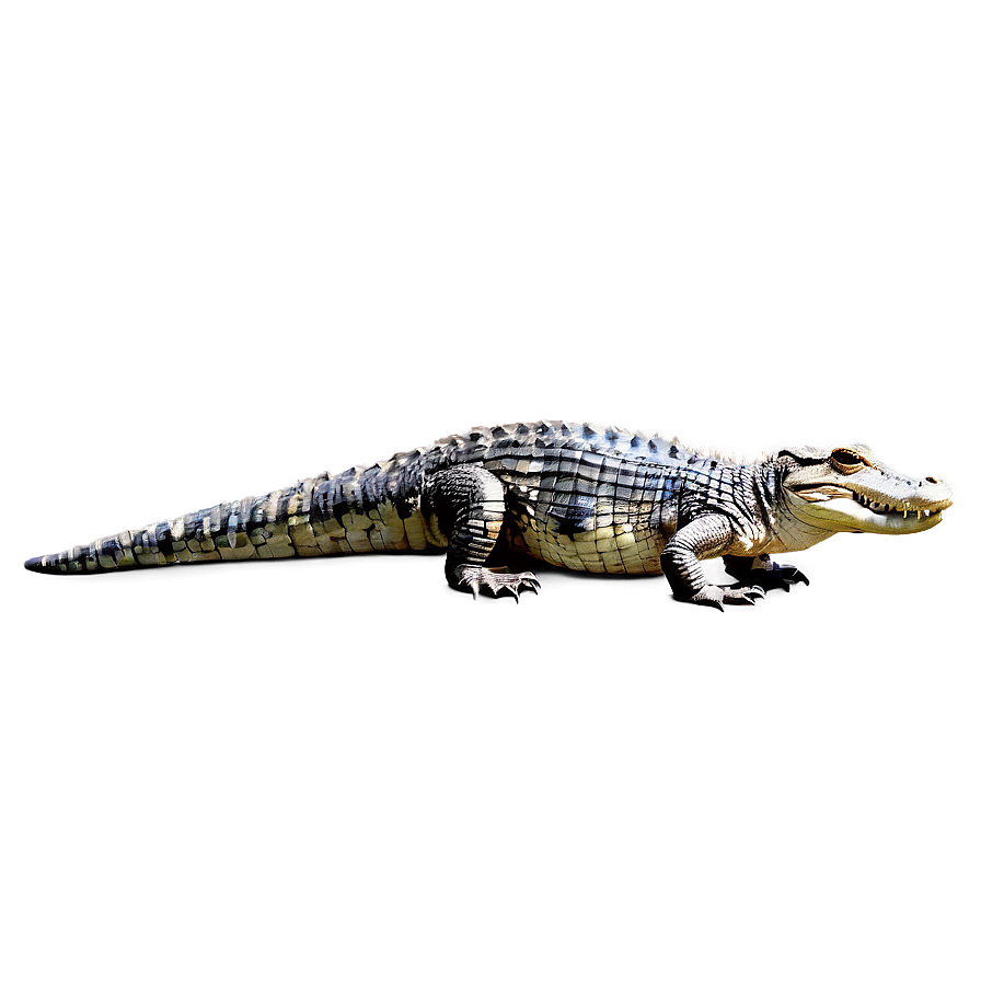 Australian Crocodile Png Vcq2