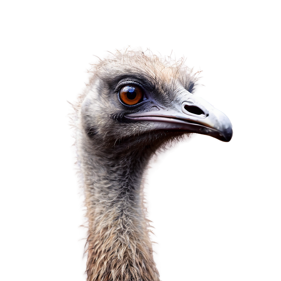 Australian Emu Png Otm