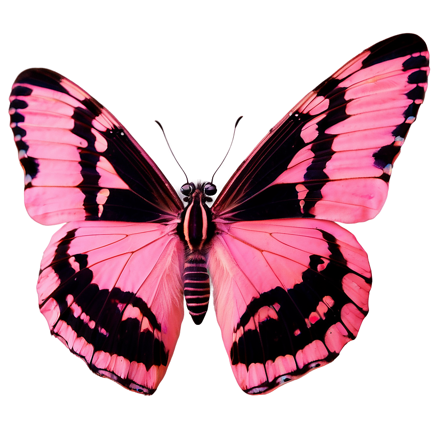 Authentic Pink Butterfly Image Png 06212024