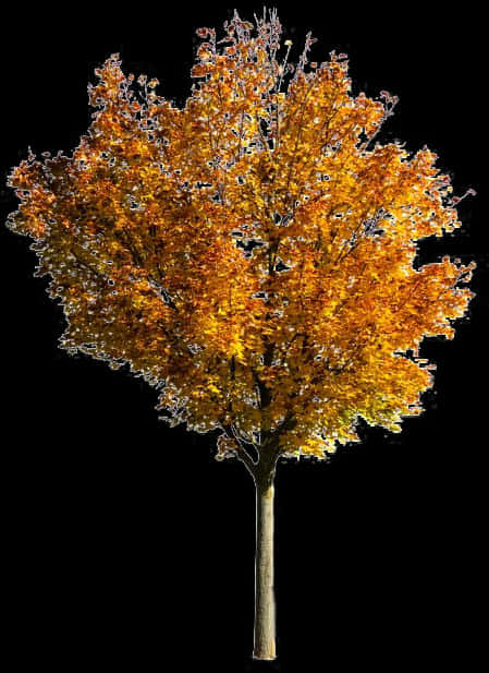 Autumn Blaze Tree Against Black Background