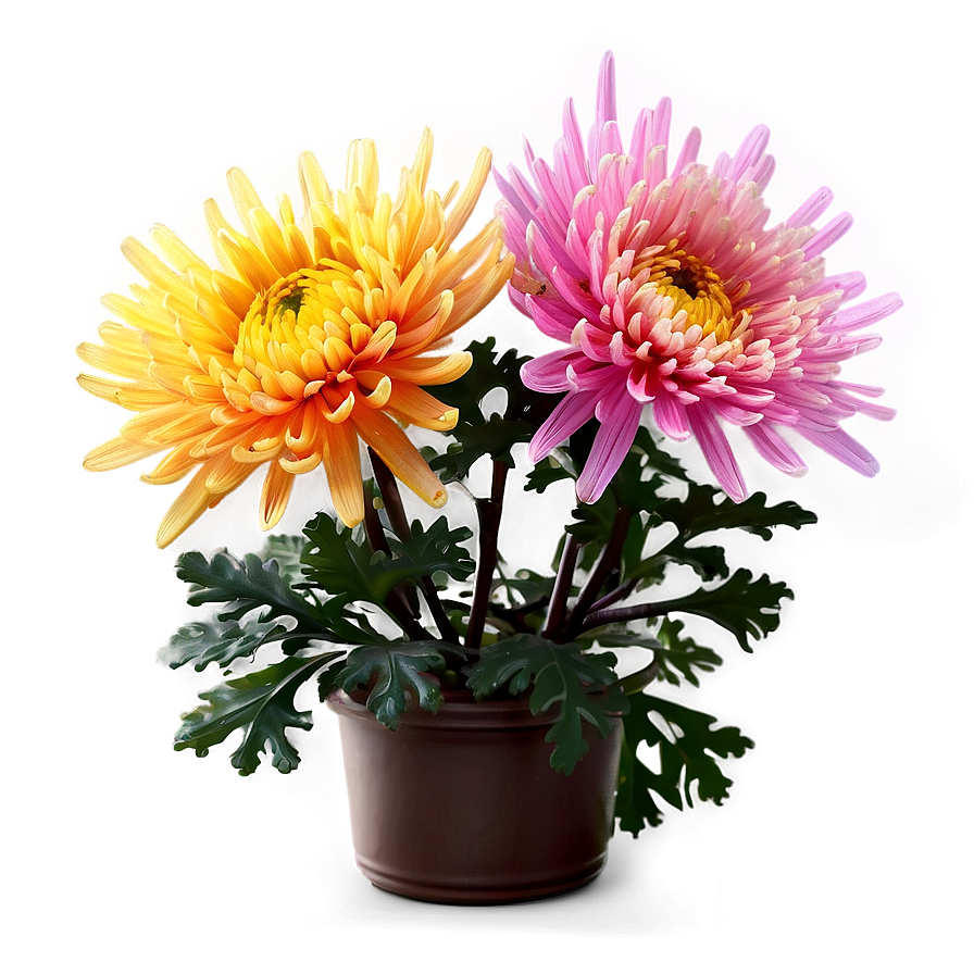 Autumn Chrysanthemum Display Png 06112024