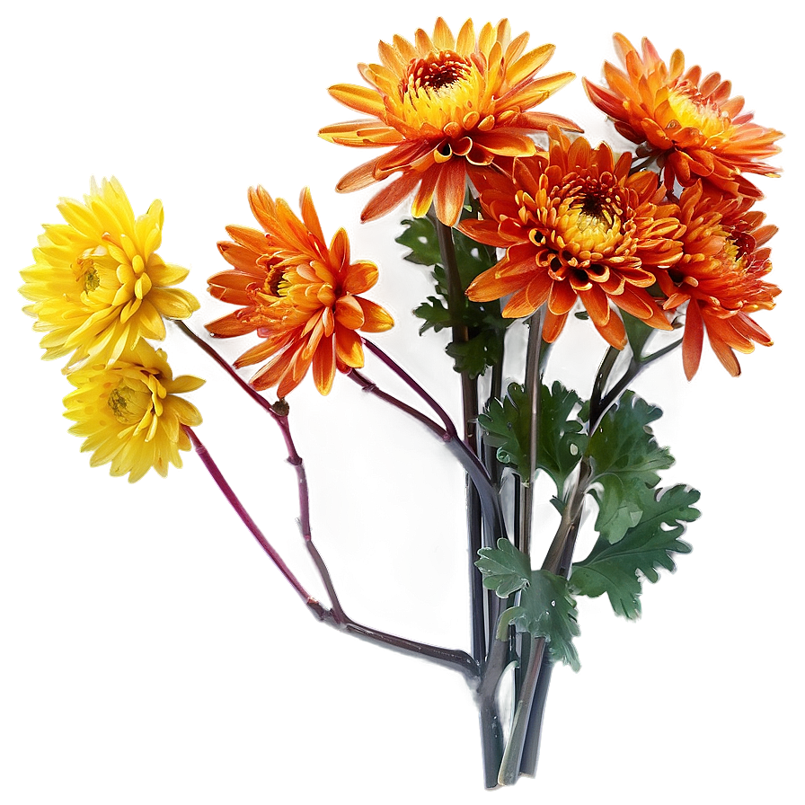 Autumn Chrysanthemum Display Png 95