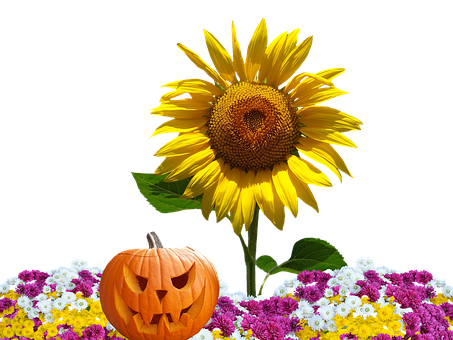 Autumn Halloween Sunflower Pumpkin