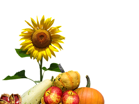 Autumn Harvest Sunflowerand Gourds