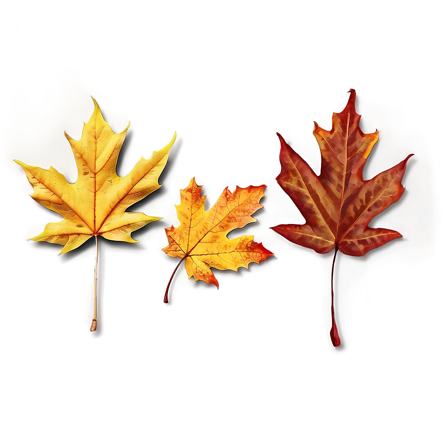 Autumn Leaf Background Png 06202024