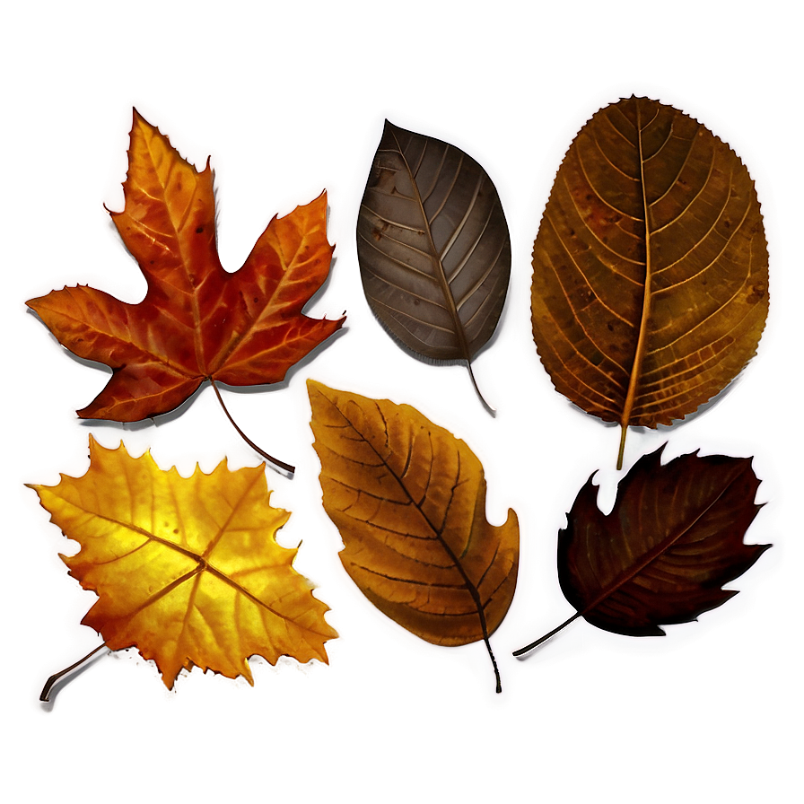 Autumn Leaf Collection Png 88