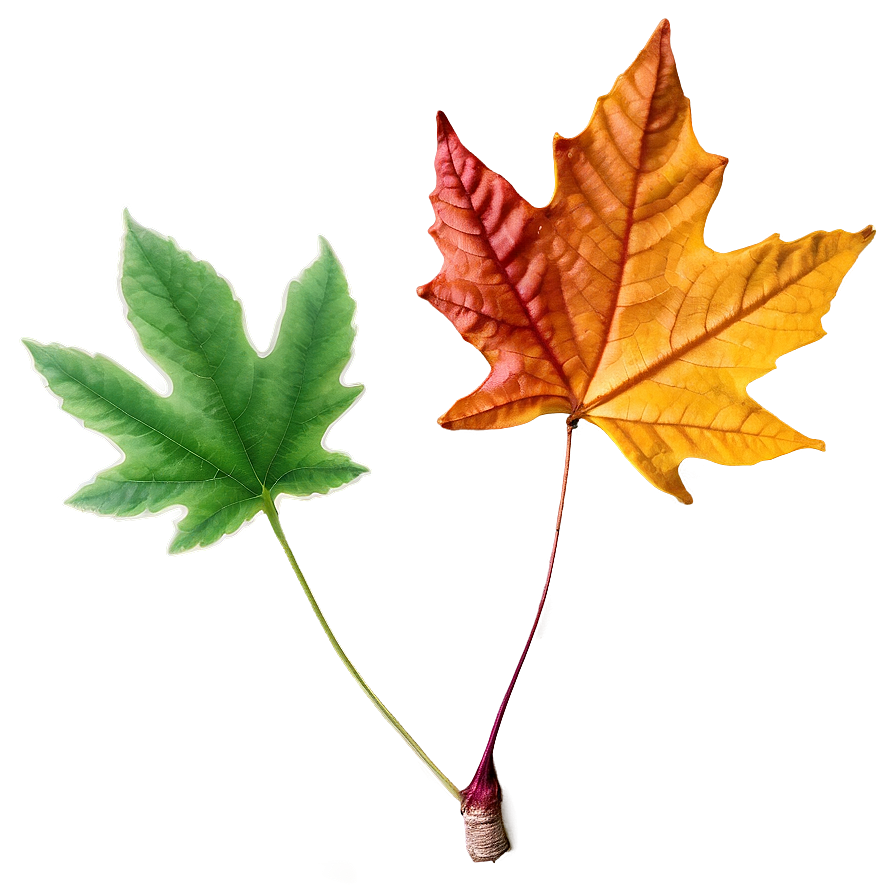 Autumn Leaf Collection Png Jsk66