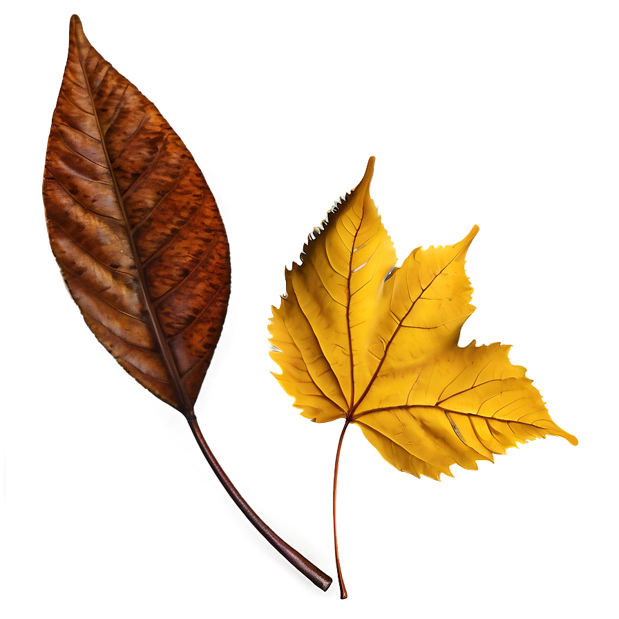 Autumn Leaf Collection Png Qfu87