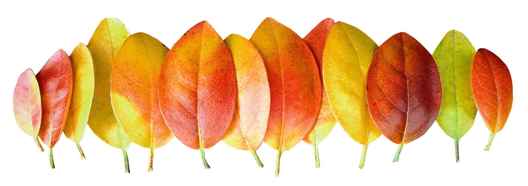 Autumn Leaf Color Gradient.png