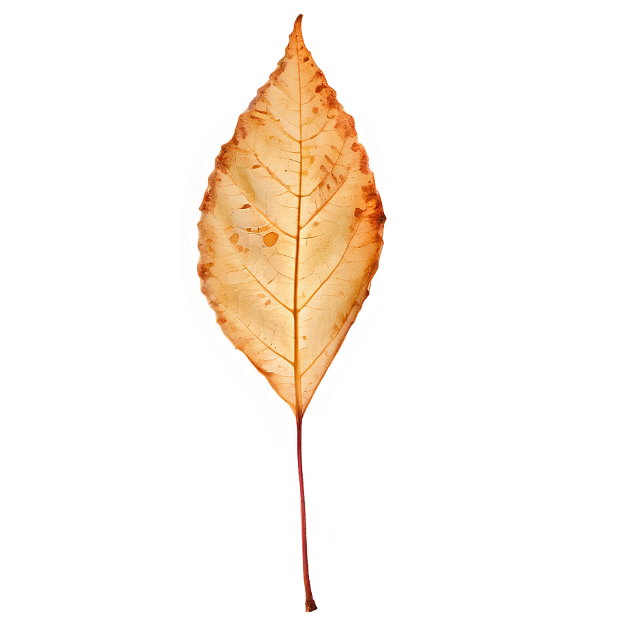 Autumn Leaf In Sunlight Png Eio