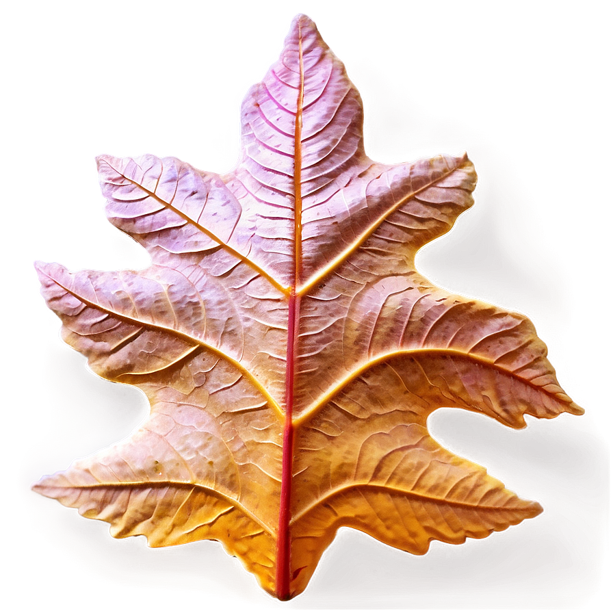 Autumn Leaf Outline Png 06202024