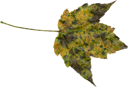 Autumn Leaf Texture