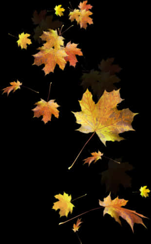 Autumn_ Leaves_ Against_ Black_ Background.jpg