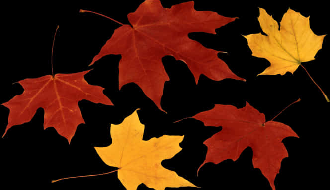 Autumn_ Leaves_ Against_ Black_ Background.jpg