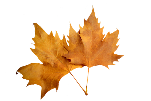 Autumn Leaves Black Background.jpg