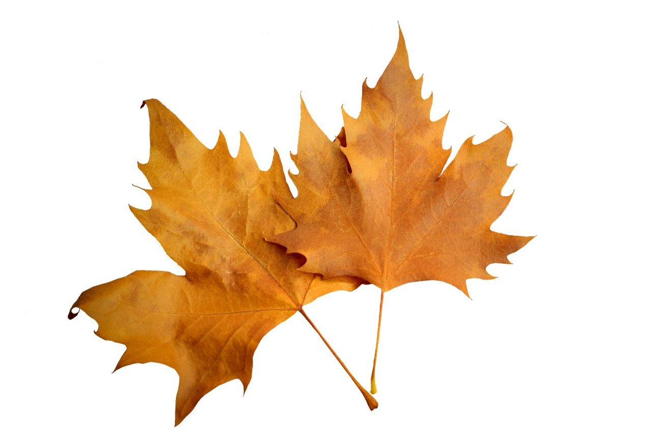 Autumn Leaves Black Background