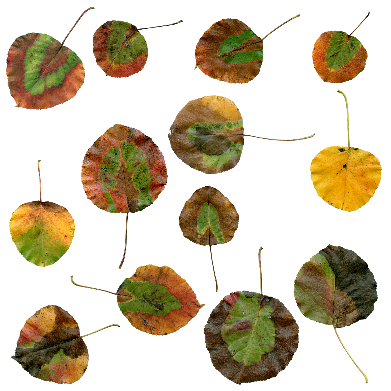 Autumn Leaves Collage