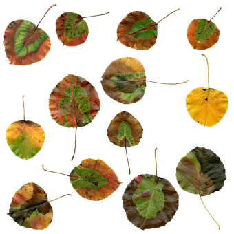 Autumn Leaves Collage