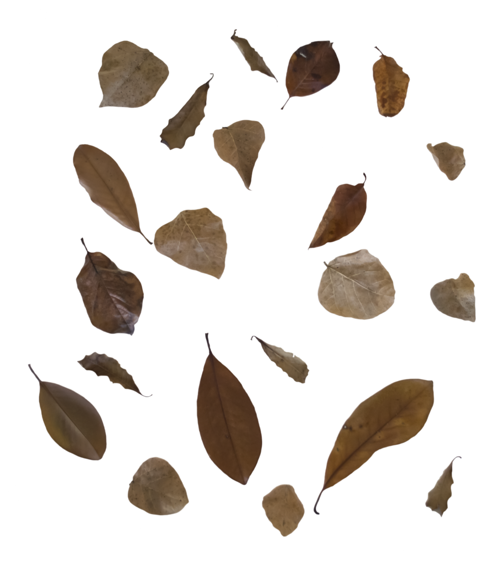 Autumn Leaves Falling Transparent Background