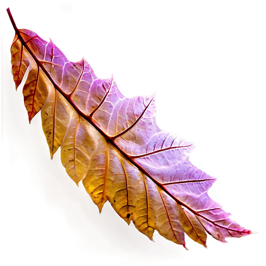 Autumn Leaves Png 44