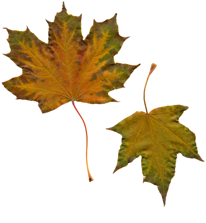 Autumn Leaves Transparent Background