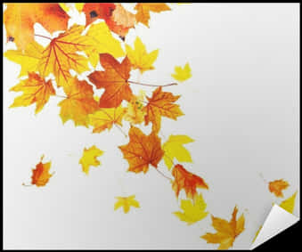 Autumn Leaves White Background