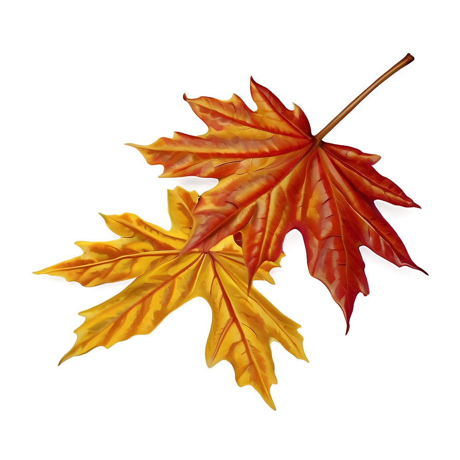 Autumn Maple Leaf Png 06202024