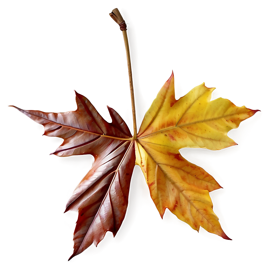 Autumn Maple Leaf Png 13