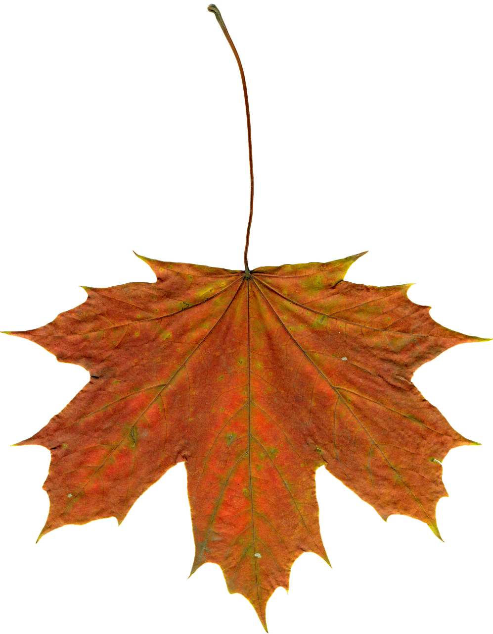 Autumn Maple Leaf Texture