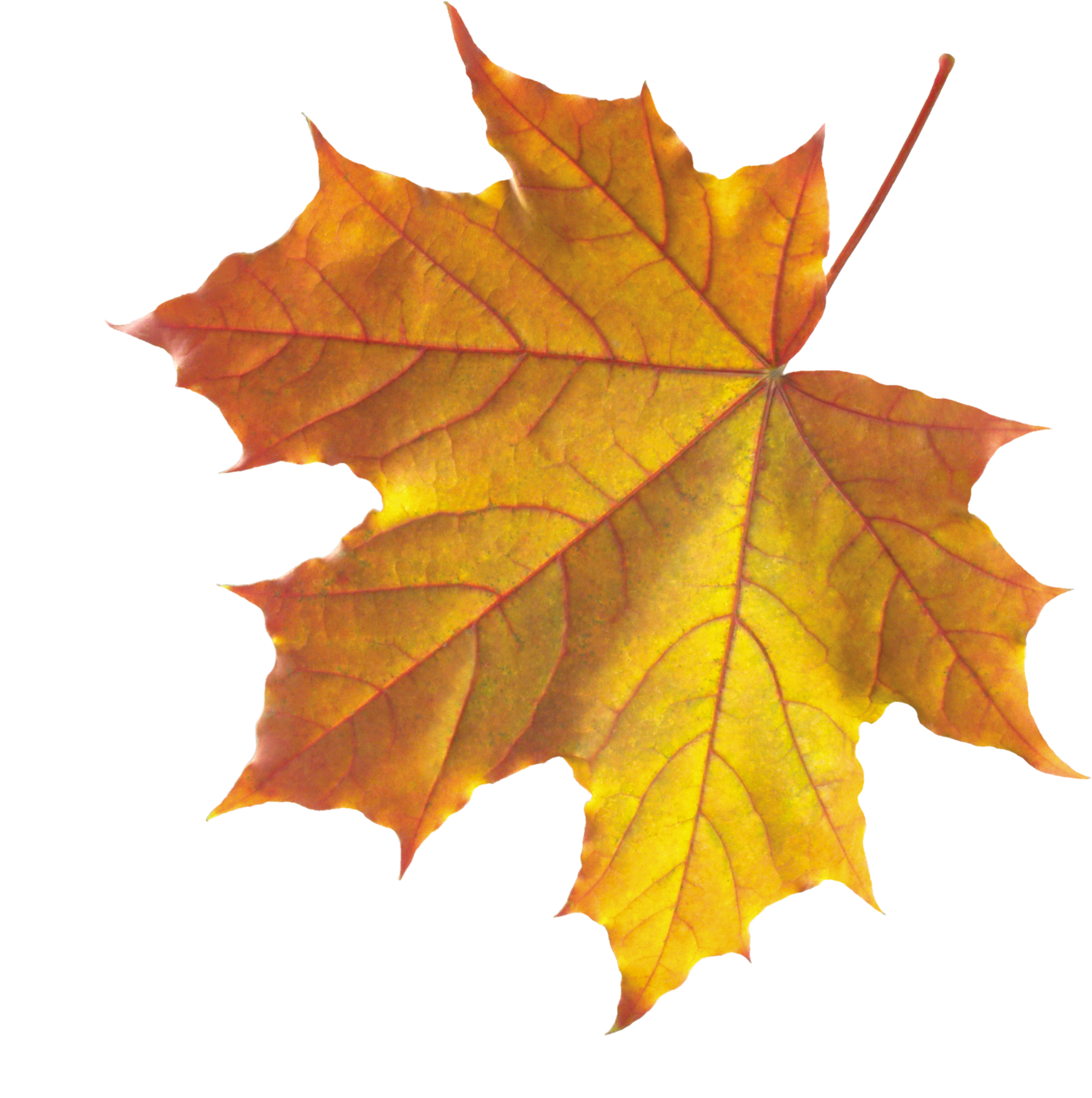 Autumn Maple Leaf Transparent Background