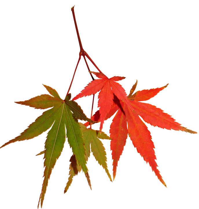 Autumn Maple Leaves Contrast