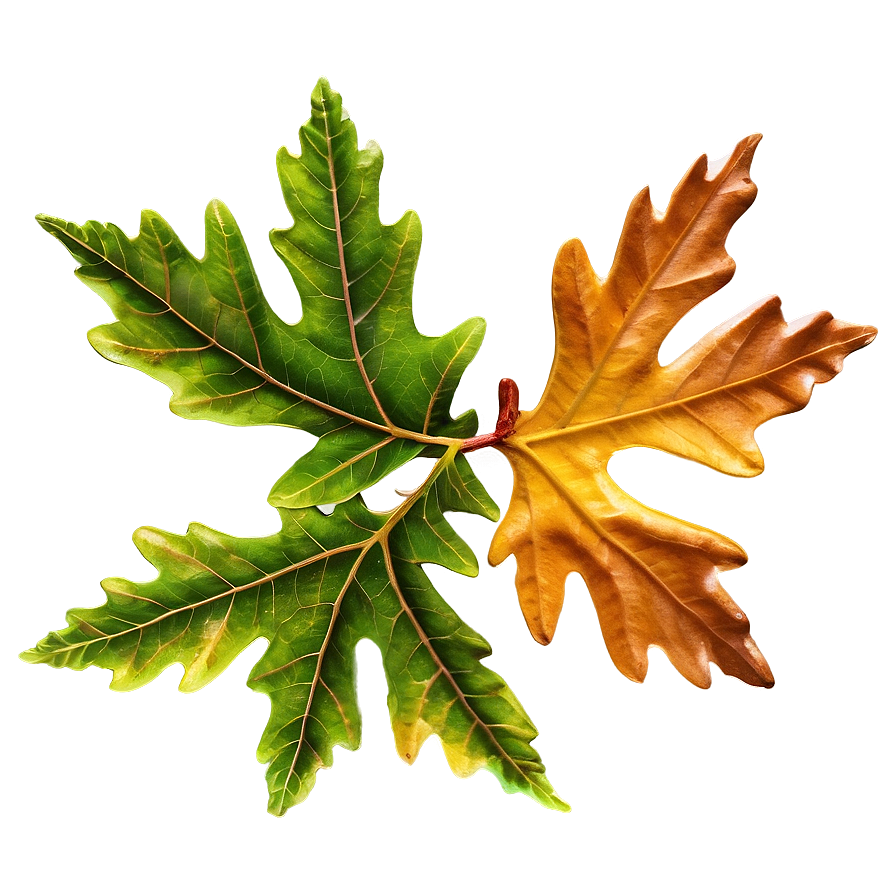 Autumn Oak Leaf Png 20