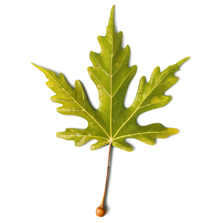 Autumn Oak Leaf Png Nqn