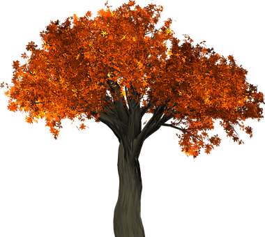 Autumn Tree Illustration