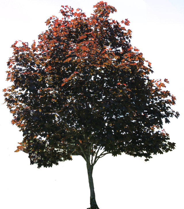 Autumn Tree Isolated Background