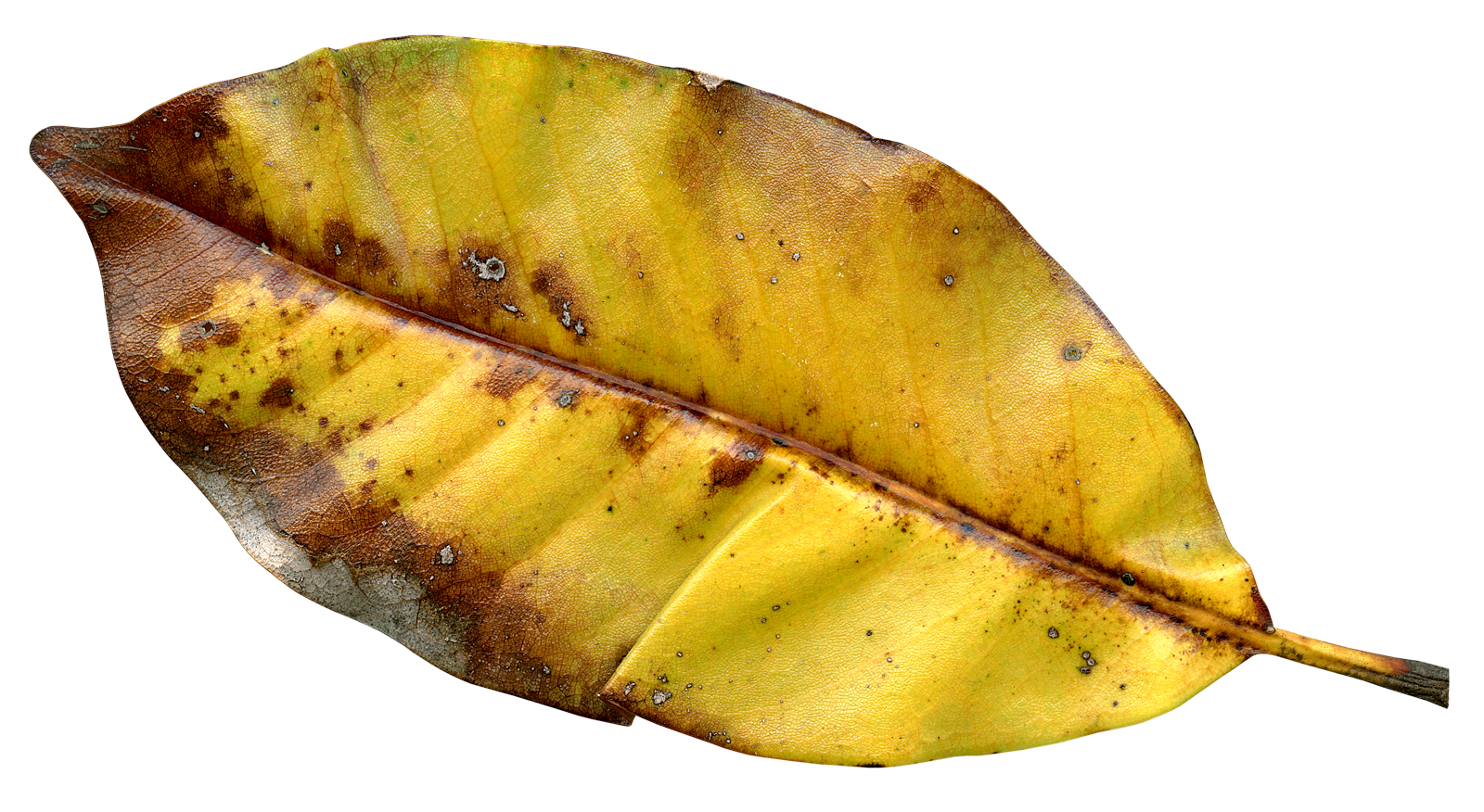 Autumnal Decay Leaf Texture