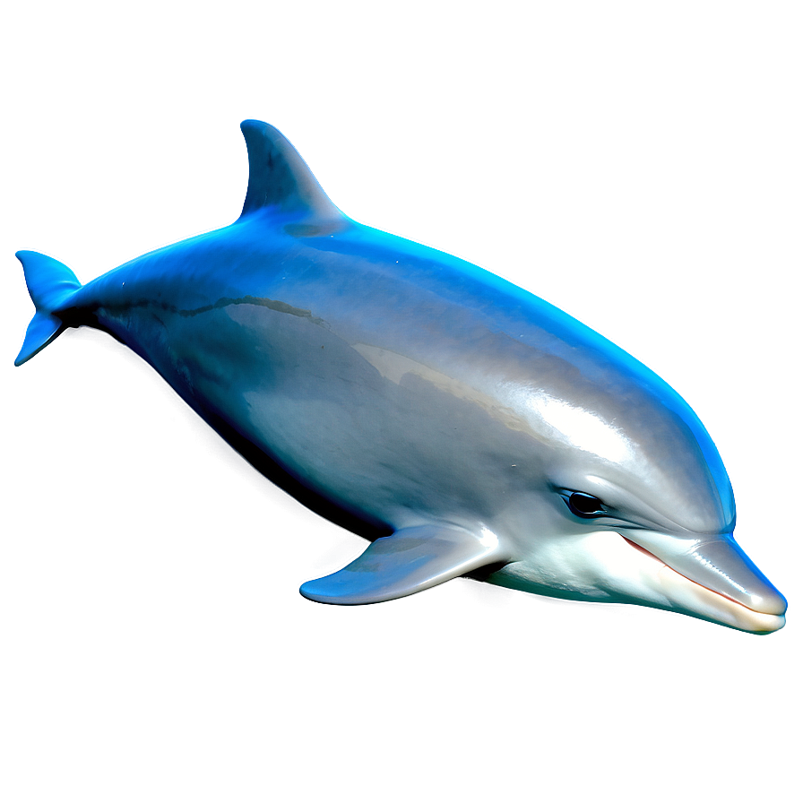 Baby Dolphin Png Hwl